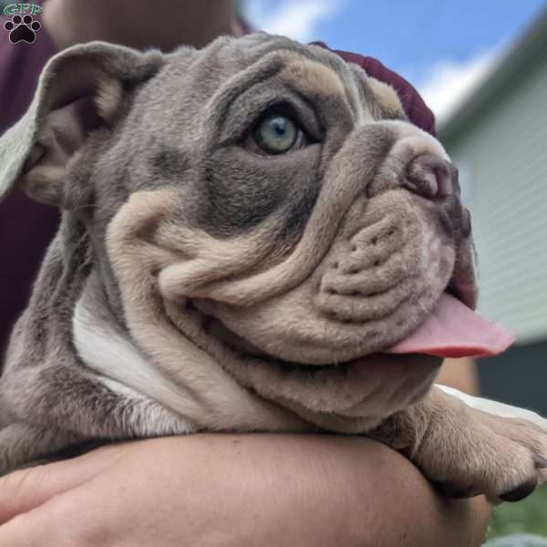 Mr. Romeo, English Bulldog Puppy