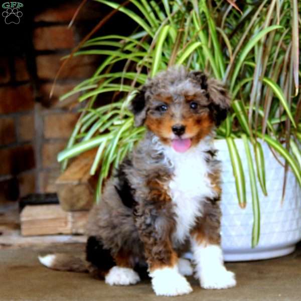 Paige, Bernedoodle Puppy