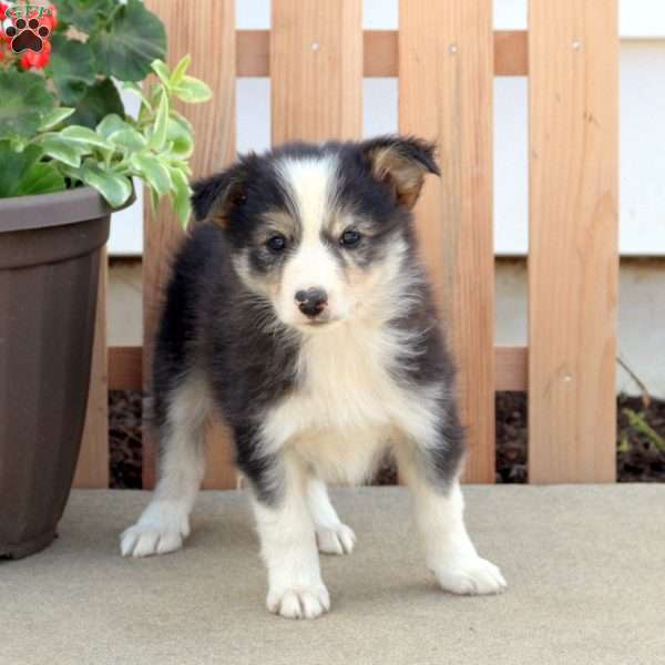 Pansey, Border Collie Mix Puppy