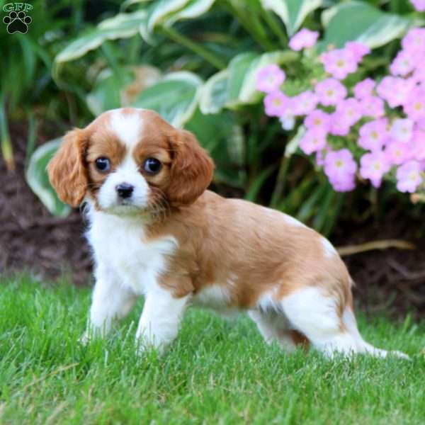 Pansy, Cavalier King Charles Spaniel Puppy