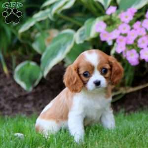 Pansy, Cavalier King Charles Spaniel Puppy