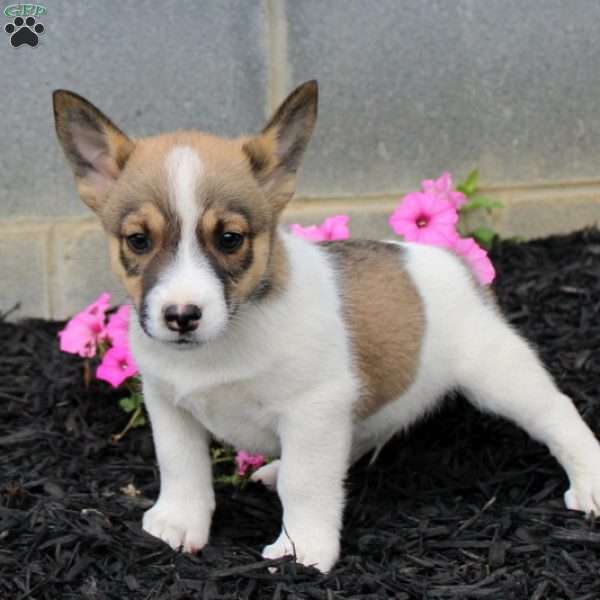 Parker, Jack Russell Mix Puppy