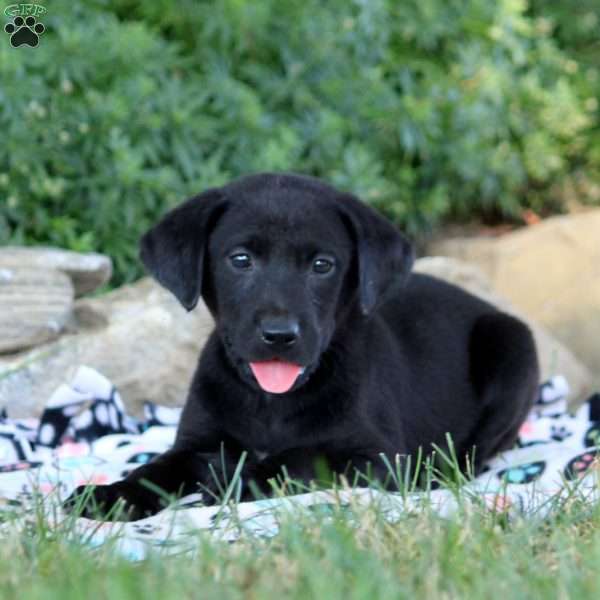 Parker, Black Labrador Retriever Puppy