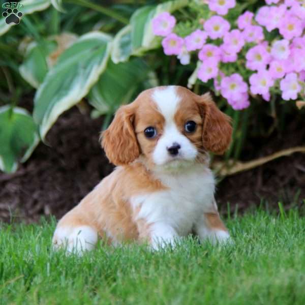 Parker, Cavalier King Charles Spaniel Puppy