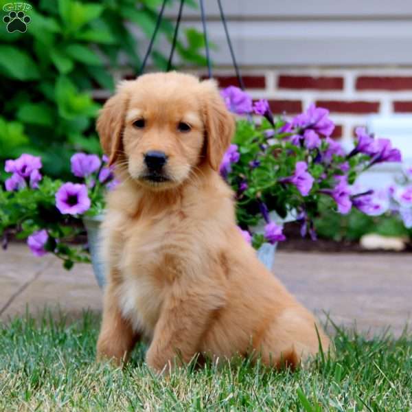 Parker, Golden Retriever Puppy