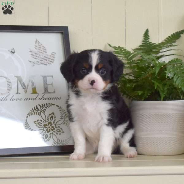 Patches, Miniature Bernese Mountain Dog Puppy