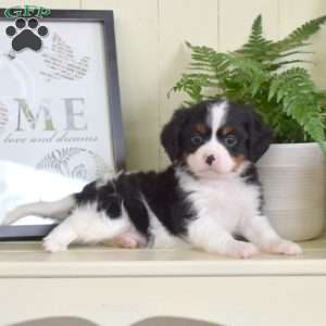 Patches, Miniature Bernese Mountain Dog Puppy