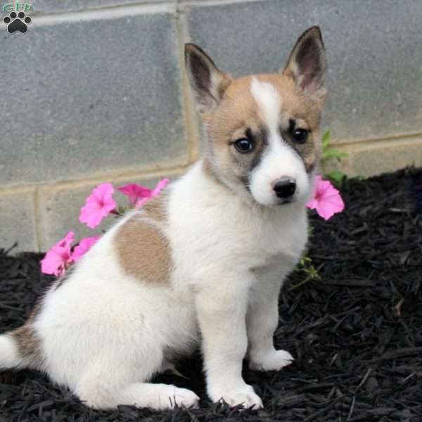 Patrick, Jack Russell Mix Puppy