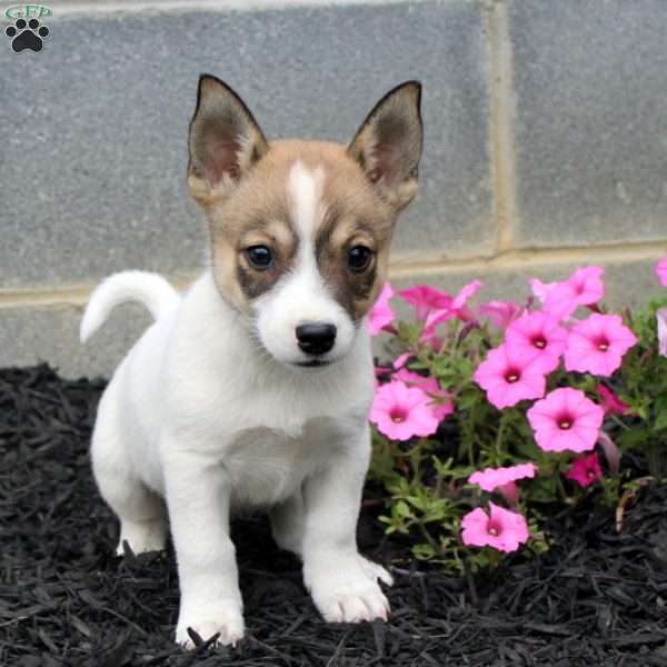 Paul, Jack Russell Mix Puppy