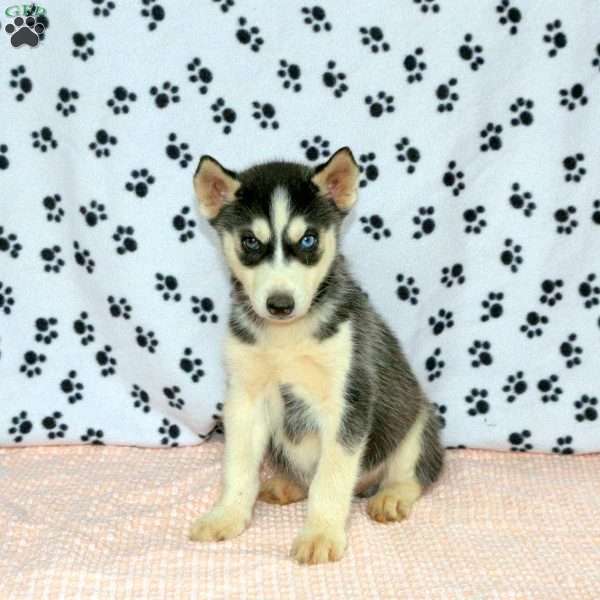 Paul, Siberian Husky Puppy