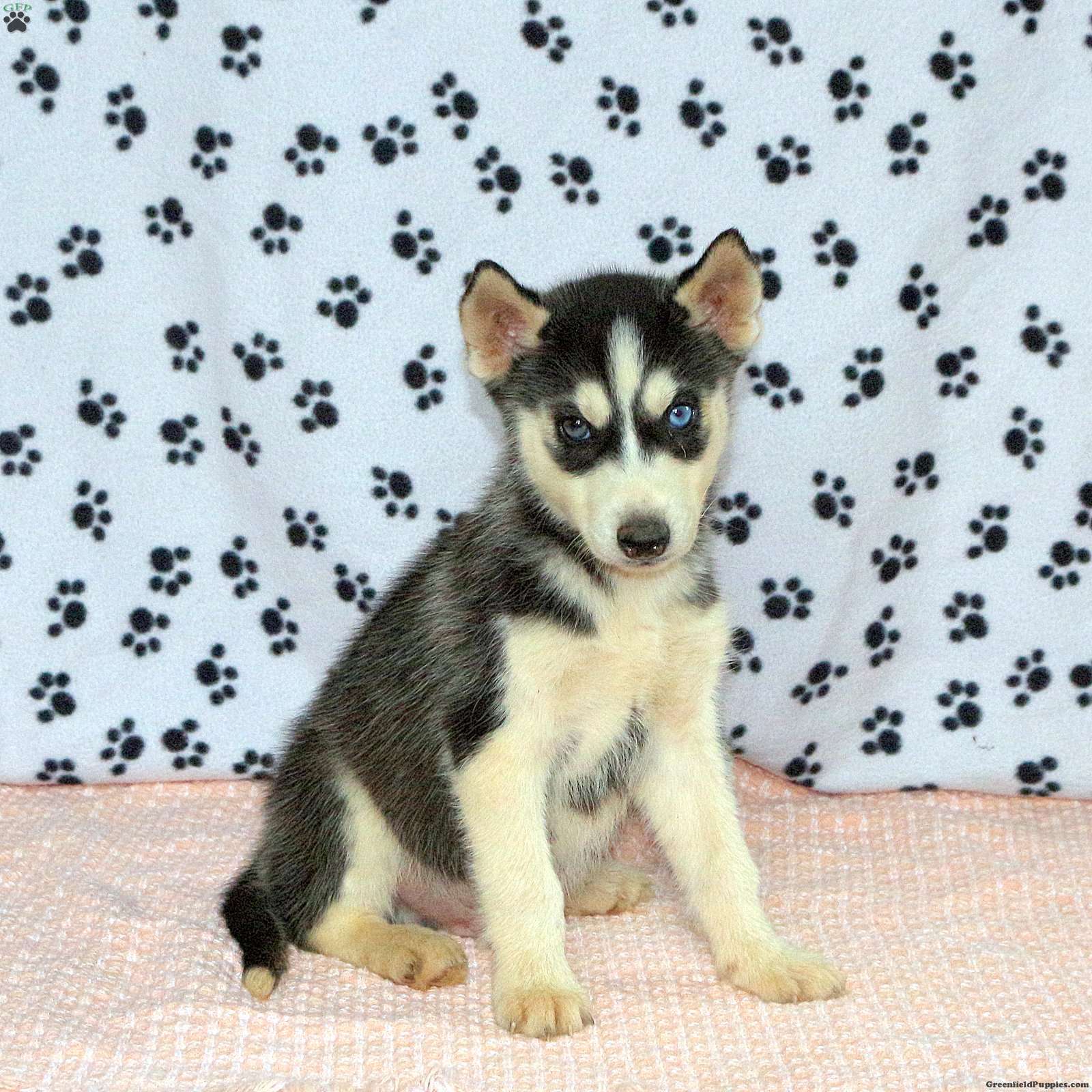 Paul - Siberian Husky Puppy For Sale In Pennsylvania