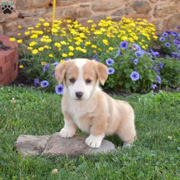 Peach, Pembroke Welsh Corgi Puppy