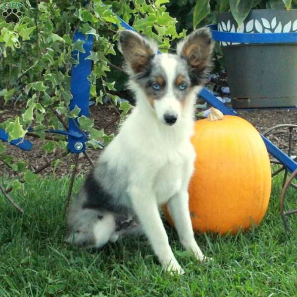 Peanut, Sheltie Puppy