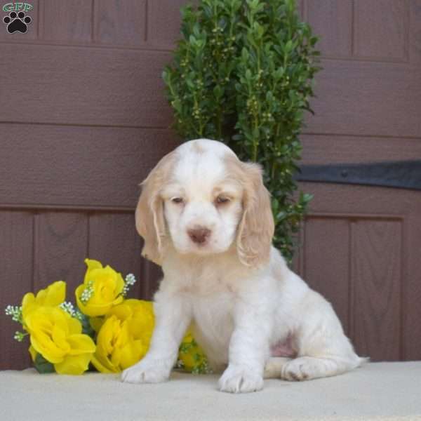 Peanut, Cocker Spaniel Puppy