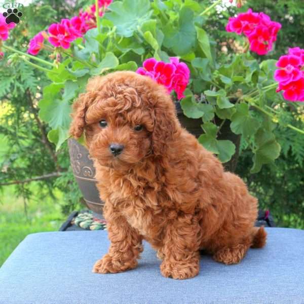 Penny, Miniature Poodle Puppy