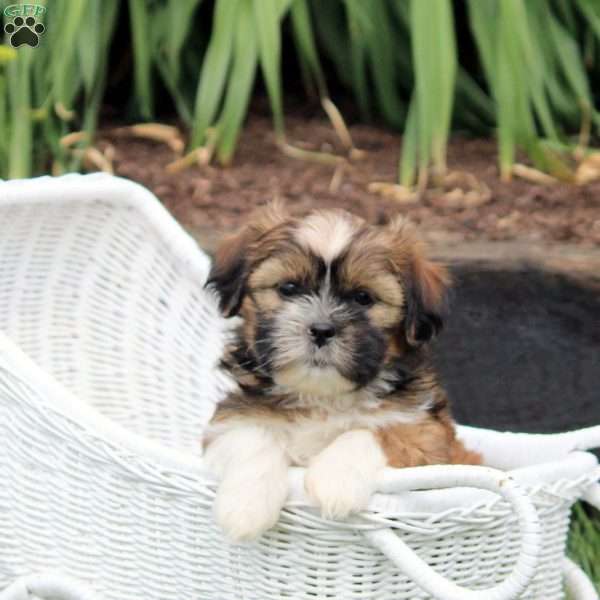 Penny, Shih Tzu Puppy