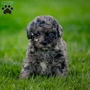 Pepper, Cavapoo Puppy