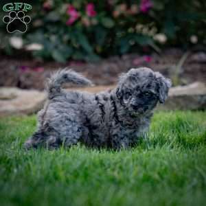 Pepper, Cavapoo Puppy