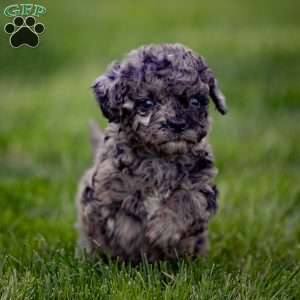 Pepper, Cavapoo Puppy