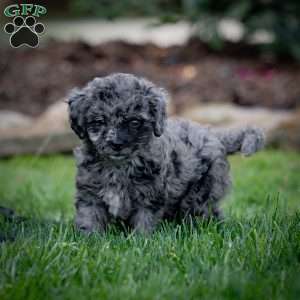 Pepper, Cavapoo Puppy