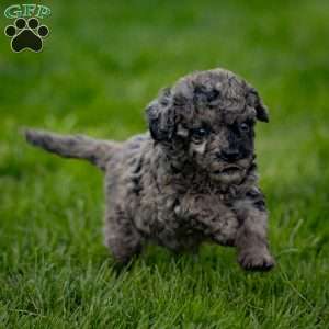 Pepper, Cavapoo Puppy