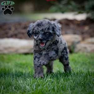 Pepper, Cavapoo Puppy