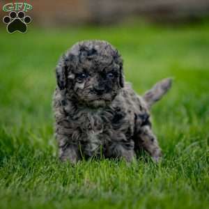 Pepper, Cavapoo Puppy