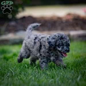 Pepper, Cavapoo Puppy