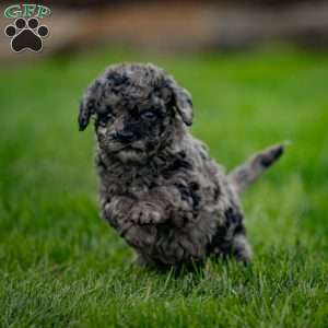 Pepper, Cavapoo Puppy