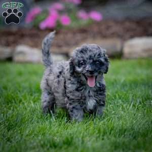 Pepper, Cavapoo Puppy