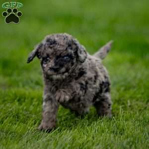 Pepper, Cavapoo Puppy