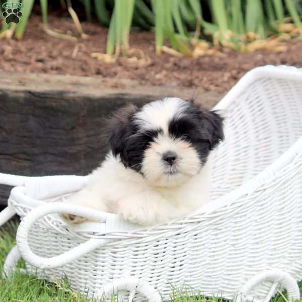 Pepper, Shih Tzu Puppy