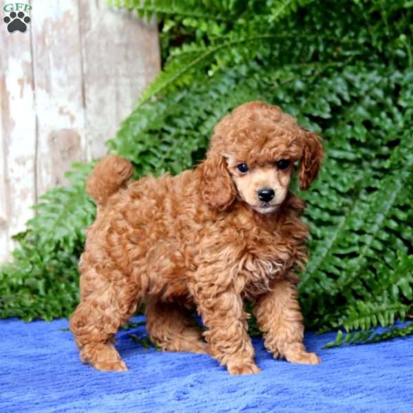 Pepper, Toy Poodle Puppy