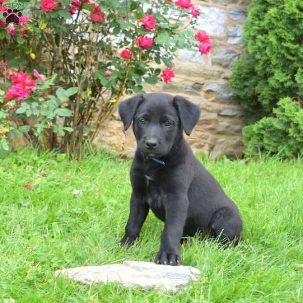 Pepsi, English Shepherd Mix Puppy