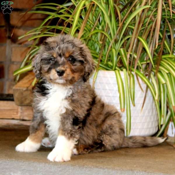 Pepsi, Bernedoodle Puppy