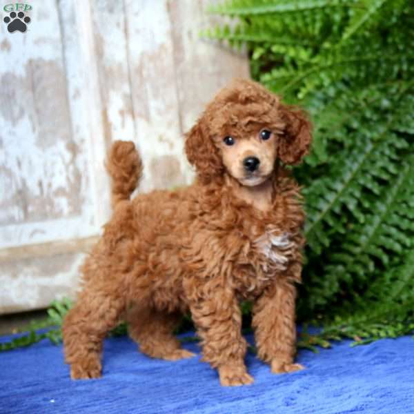 Pepsi, Toy Poodle Puppy