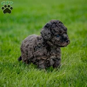 Percy, Cavapoo Puppy