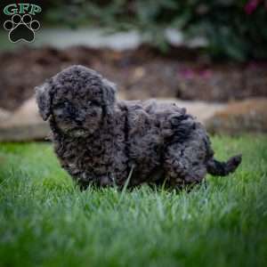 Percy, Cavapoo Puppy