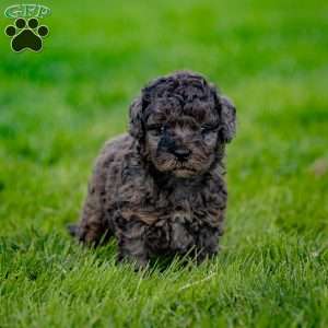 Percy, Cavapoo Puppy