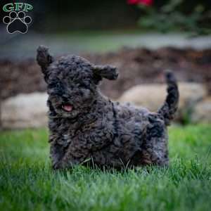 Percy, Cavapoo Puppy