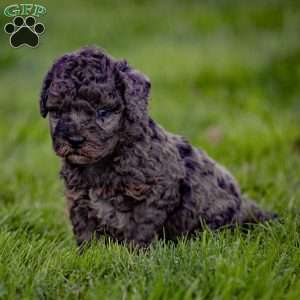 Percy, Cavapoo Puppy