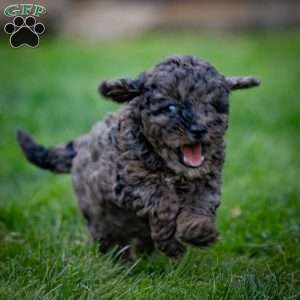 Percy, Cavapoo Puppy