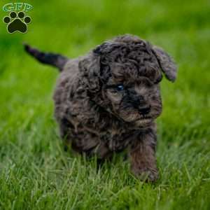 Percy, Cavapoo Puppy