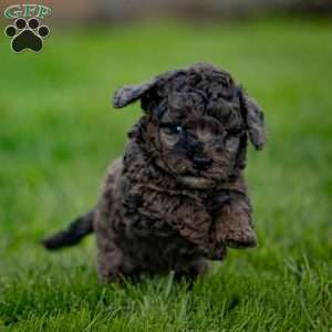 Percy, Cavapoo Puppy