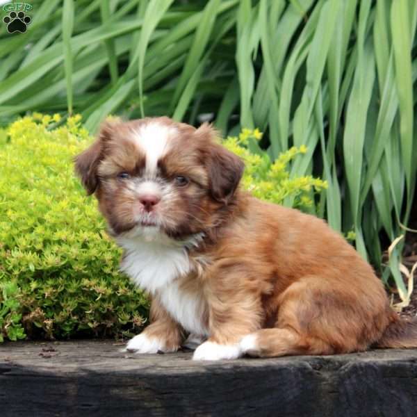 Percy, Shih Tzu Puppy