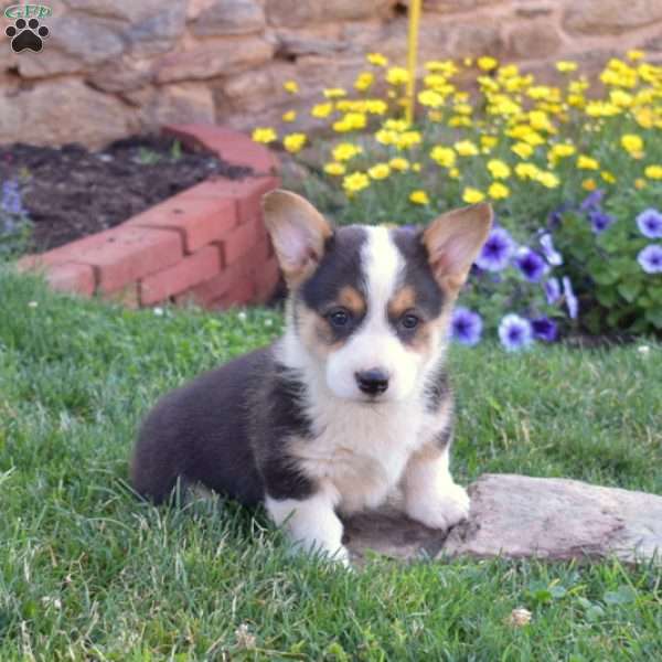 Percy, Pembroke Welsh Corgi Puppy