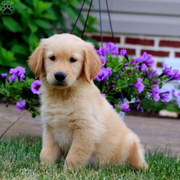 Petals, Golden Retriever Puppy