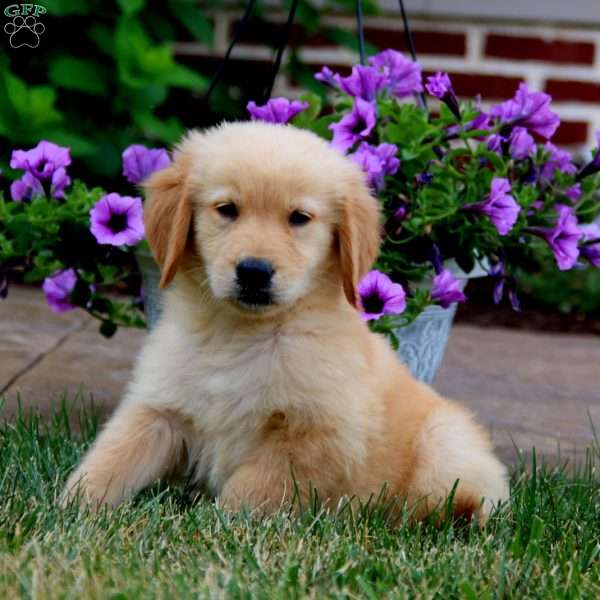 Pete, Golden Retriever Puppy