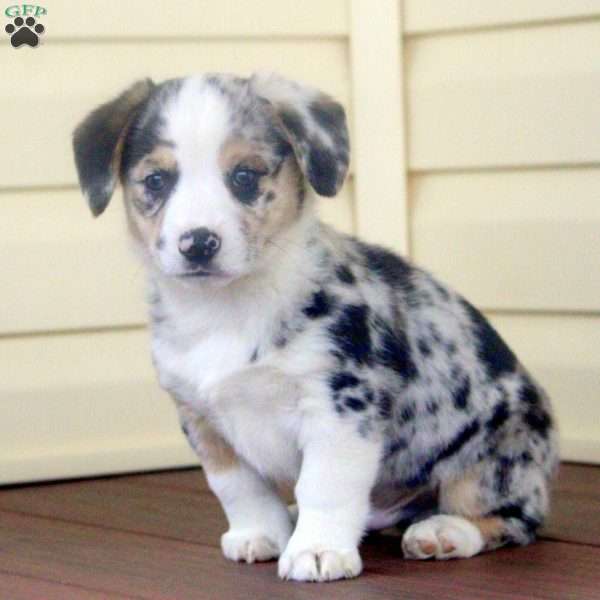 Peter, Pembroke Welsh Corgi Puppy