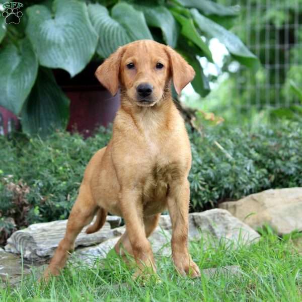 Peter, Fox Red Labrador Retriever Puppy